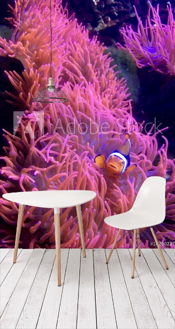Picture of Clownfisch schaut aus Koralle